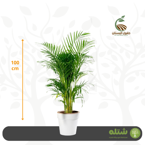 أريكا صغير الطول 100