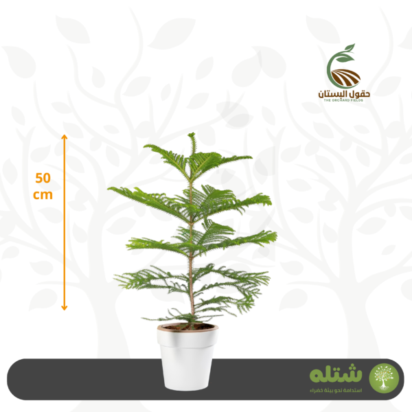 أريكاريا صغير الطول 60
