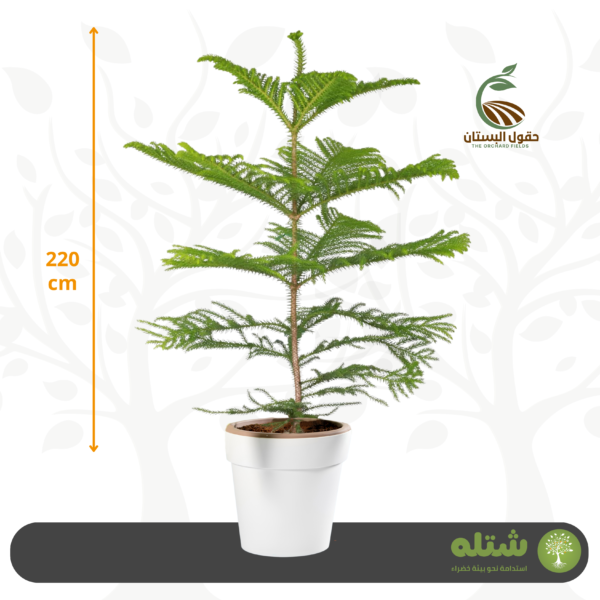 أريكاريا كبير الطول 220