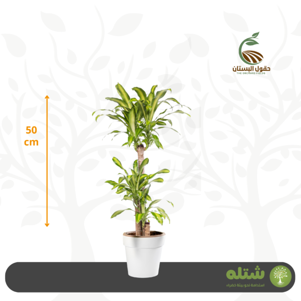 دراسينا ماسنجانا صغير الطول 50
