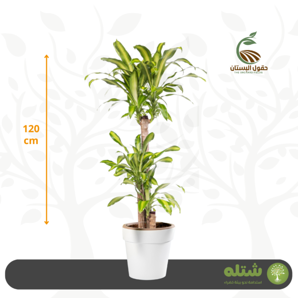 دراسينا ماسنجانا وسط الطول 120
