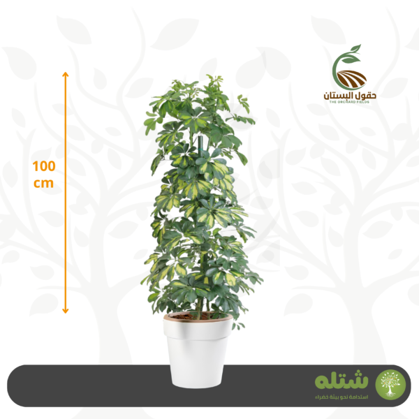 شفليرة صغير الطول 100