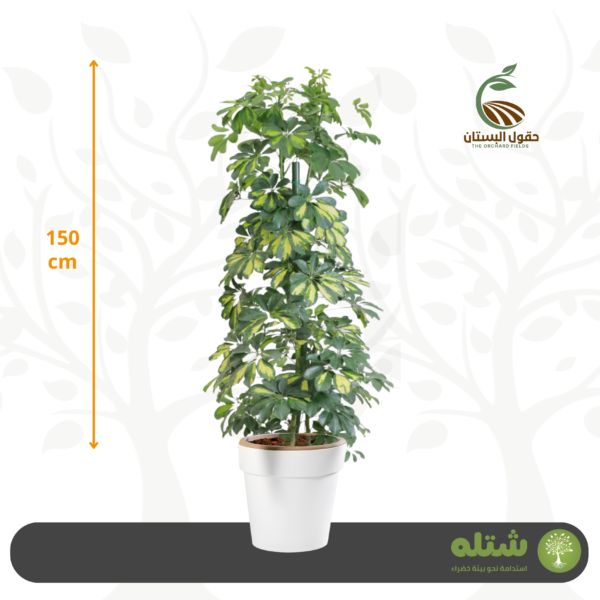 شفليرة